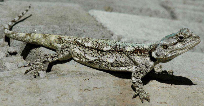 Acanthocercus atricollis (Southern Tree Agama)