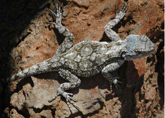 Acanthocercus atricollis (Southern Tree Agama)