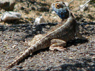 Agama aculeata (Ground agama)