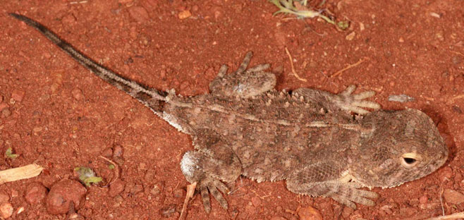 Agama aculeata (Ground agama)