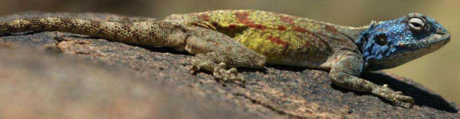 Agama atra (Southern rock agama, Knobel's agama)