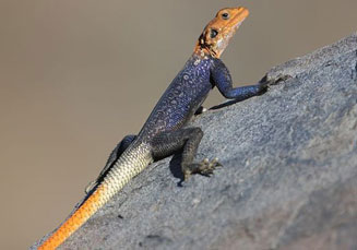 Agama planiceps (Namibian rock agama)