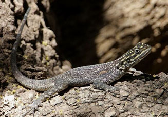 Agama planiceps (Namibian rock agama)