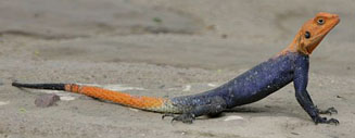 Agama planiceps (Namibian rock agama)