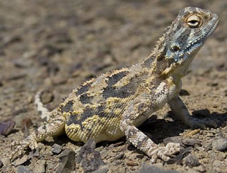 Agama hispida (Southern spiny agama)
