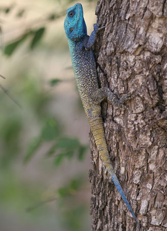 Acanthocercus atricollis (Southern Tree Agama)