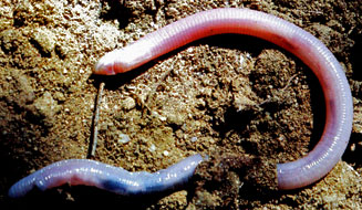 Monopeltis infuscata (Dusky spade-snouted worm lizard)
