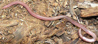 Zygaspis quadrifrons (Kalahari round-headed worm lizard)