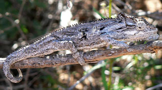 Bradypodion occidentale (Namaqua dwarf chameleon)