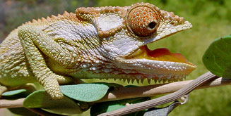 Bradypodion gutturale (Robertson dwarf chameleon, Little karoo dwarf chameleon)