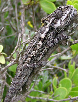 Bradypodion occidentale (Namaqua dwarf chameleon)