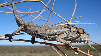 Bradypodion occidentale (Namaqua dwarf chameleon)