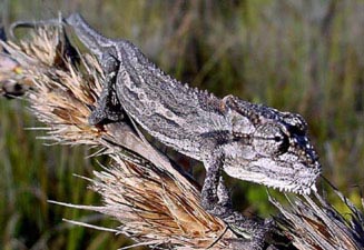 Bradypodion gutturale (Robertson dwarf chameleon, Little karoo dwarf chameleon)
