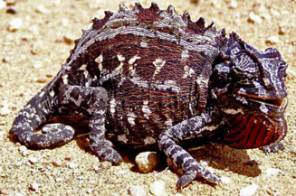 Chamaeleo namaquensis (Namaqua chameleon)