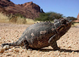 Chamaeleo namaquensis (Namaqua chameleon)