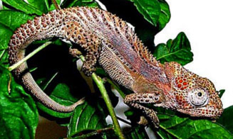 Bradypodion damaranum (Knysna dwarf chameleon)