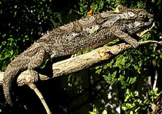 Bradypodion ventrale (Southern dwarf chameleon)