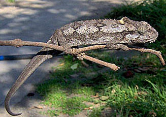 Bradypodion ventrale (Southern dwarf chameleon)