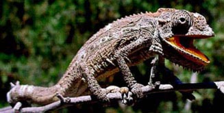 Bradypodion gutturale (Robertson dwarf chameleon, Little karoo dwarf chameleon)