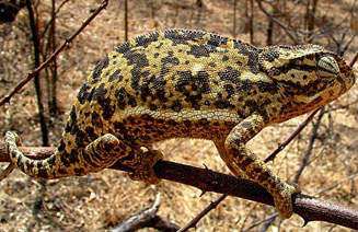 Chamaeleo dilepis (Flap-neck chameleon)
