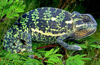 Chamaeleo dilepis (Flap-neck chameleon)