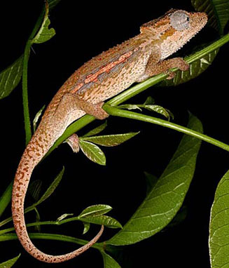 Bradypodion setaroi (Setaro's dwarf chameleon)