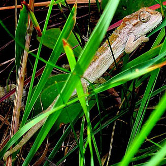 Bradypodion dracomontanum (Drakensberg dwarf chameleon)