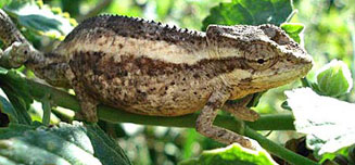 Bradypodion melanocephalum (Black-headed dwarf chameleon)