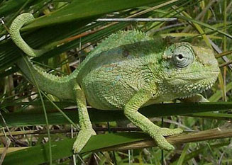 Bradypodion transvaalense (Transvaal dwarf chameleon)