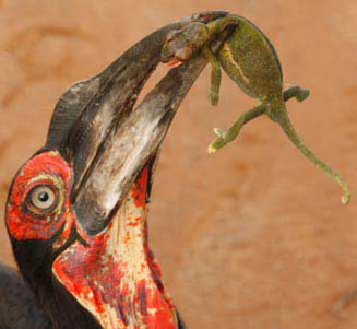 Chamaeleo dilepis (Flap-neck chameleon)