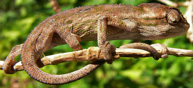 Bradypodion pumilum (Cape dwarf chameleon)