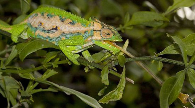 Bradypodion pumilum (Cape dwarf chameleon)