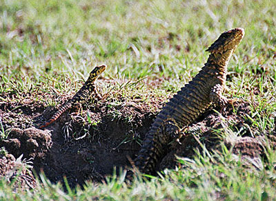Cordylus giganteus (Giant girdled lizard, Sungazer)