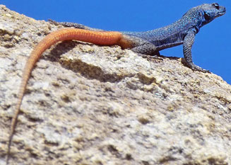 Platysaurus intermedius (Common flat lizard)