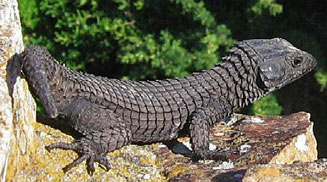 Cordylus niger (Black girdled lizard)