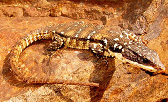 Cordylus warreni (Warren's girdled lizard)