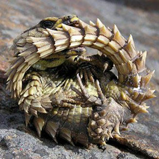 Cordylus cataphractus (Armadillo girdled lizard)
