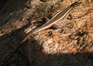 Platysaurus capensis (Cape flat lizard)