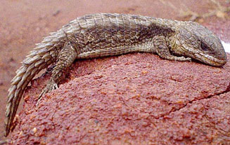 Cordylus jonesii (Jones' girdled lizard)