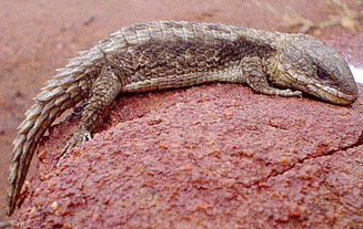 Cordylus jonesii (Jones' girdled lizard)