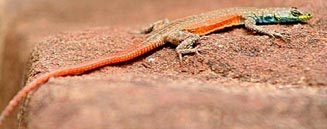 Platysaurus minor (Waterberg flat lizard)
