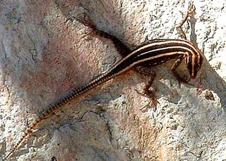 Platysaurus intermedius (Common flat lizard)