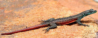 Platysaurus minor (Waterberg flat lizard)