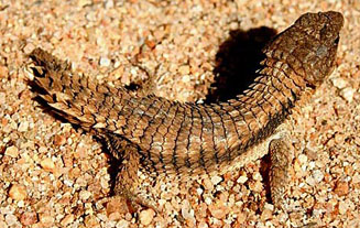 Cordylus jonesii (Jones' girdled lizard)