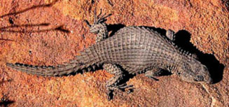 Cordylus oelofseni (Oelofsen's girdled lizard)