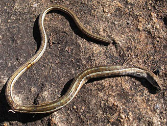 Chamaesaura anguina (Cape grass lizard)