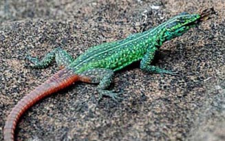 Platysaurus orientalis (Sekukhune flat lizard)