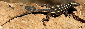 Platysaurus orientalis (Sekukhune flat lizard)