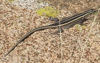 Platysaurus orientalis (Sekukhune flat lizard)