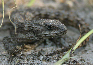 Cordylus macropholis (Large-scaled girdled lizard)